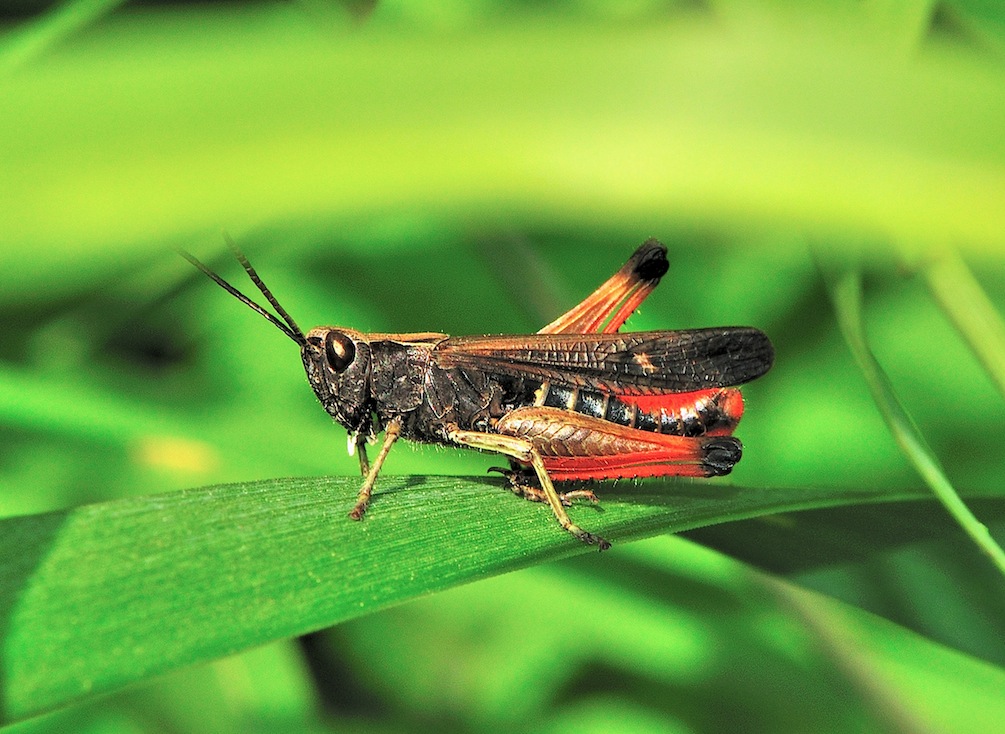 Maschio di Omocestus rufipes?